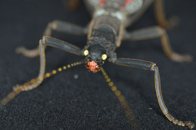 Close-up of insect