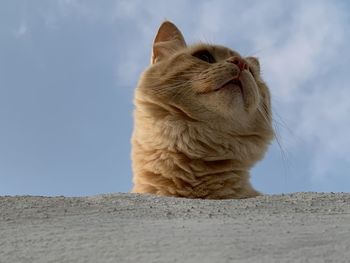 Close-up of a cat