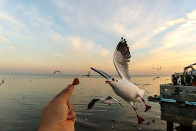 Low section of person feeding seagulls at beach