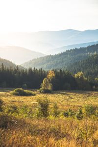 Trees on countryside landscape