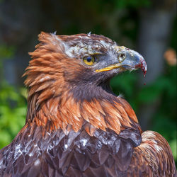 Close-up of eagle