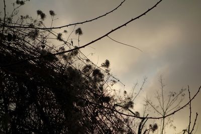 Low angle view of plants against sky at sunset