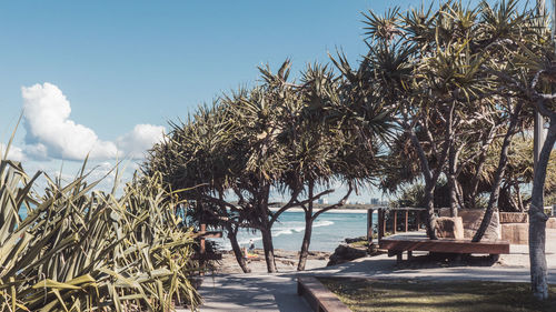 Palm trees by swimming pool against sky