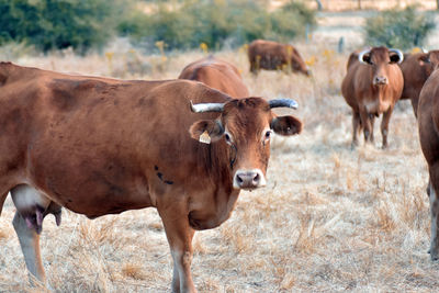 Cows standing in a field