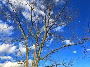 Low angle view of tree against blue sky