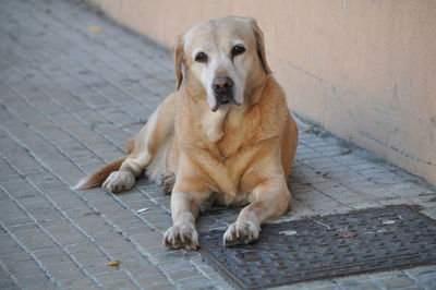 Portrait of golden retriever sitting on footpath