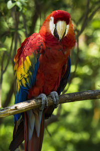 Close-up of parrot perching on tree