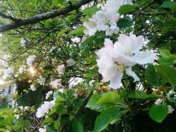 Close-up of white flowers