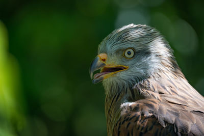 Close-up of red kite with open beak