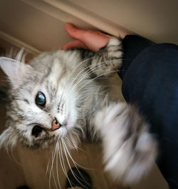 Close-up portrait of cat at home