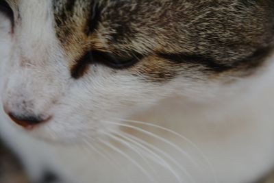 Close-up of cat