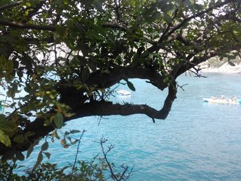 Tree by sea