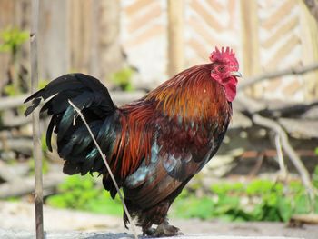 Close-up of rooster