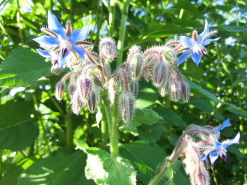 Close-up of flowers in bloom