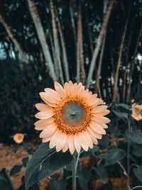Close-up of daisy flower