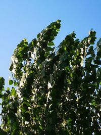 Low angle view of tree against clear sky