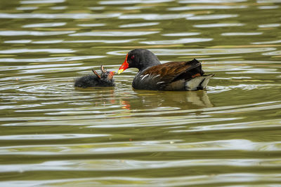 View of ducks swimming in lake