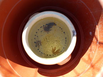 Directly above shot of tea on table