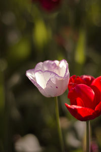 Close-up of red rose flower