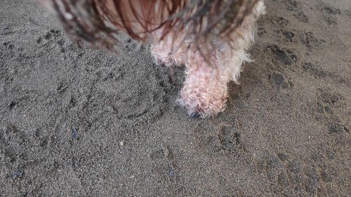 Low section of dog standing on beach