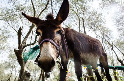 Portrait of horse on land