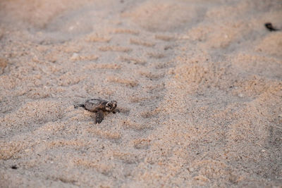 Hatchling baby loggerhead sea turtles caretta caretta climb make their way to the ocean