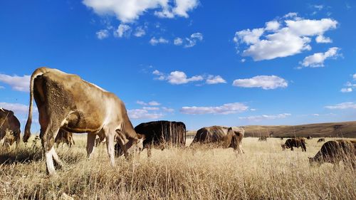 Horses in a field