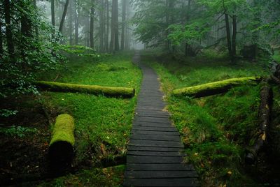 Footpath amidst trees in forest