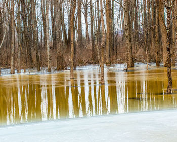 Reflection of bare trees in lake