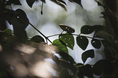 Close-up of leaves in water