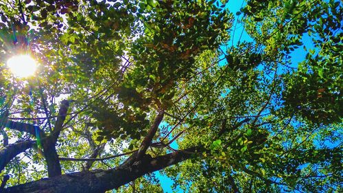 Low angle view of sunlight streaming through trees