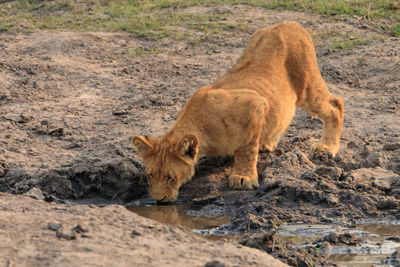 Lion standing in a water