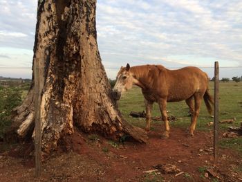 Horses standing on field against sky