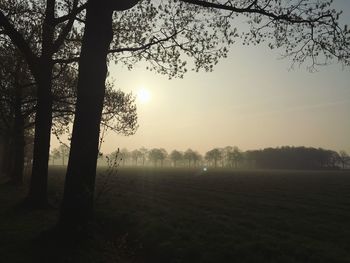 Trees on field against sky during foggy weather