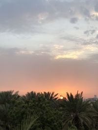 Scenic view of palm trees against sky during sunset