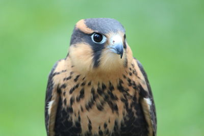 Close-up of kestrel