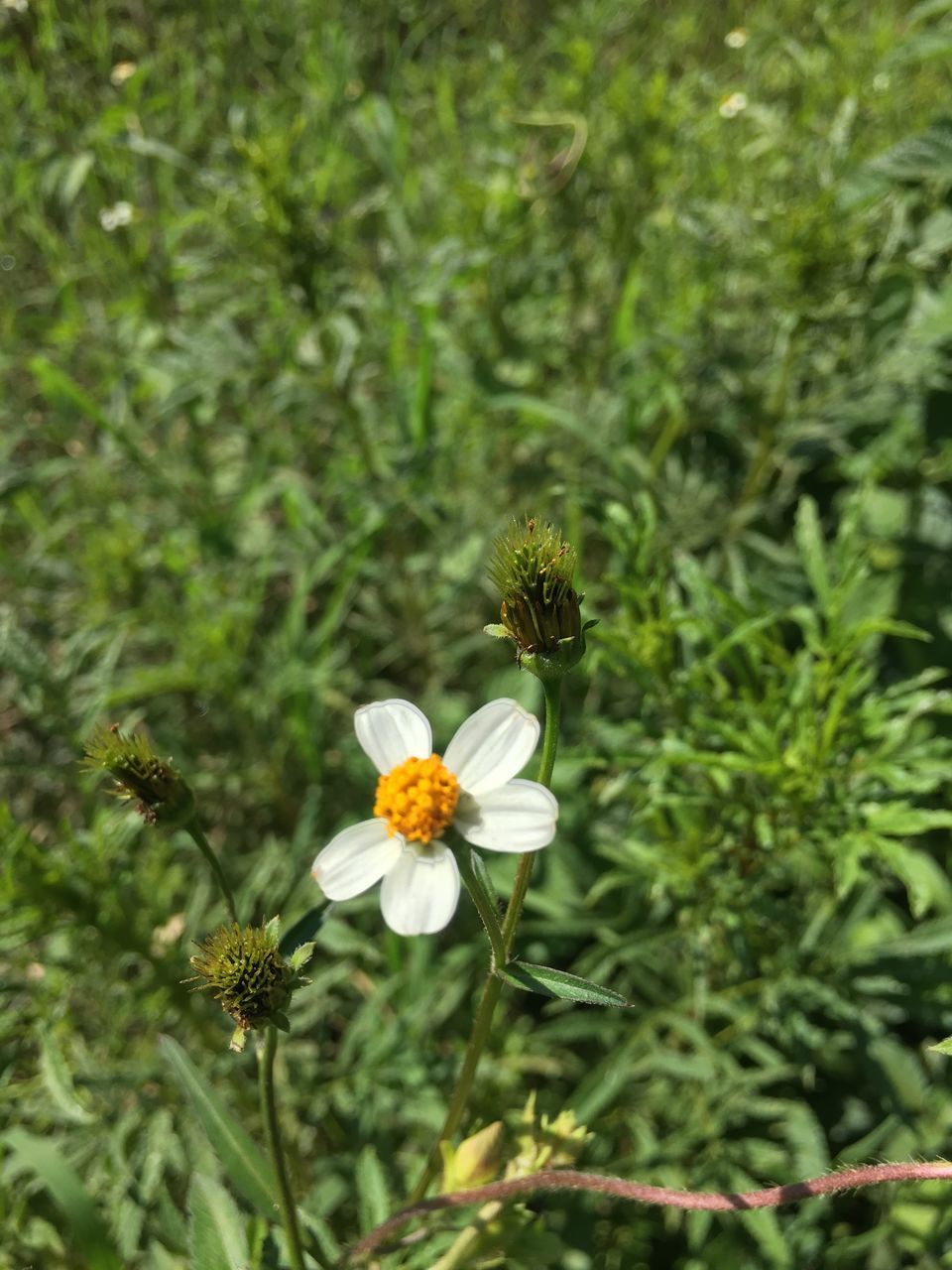 CLOSE-UP OF WHITE FLOWERING PLANT