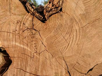 Full frame shot of tree stump