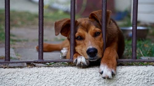 Close-up portrait of a dog