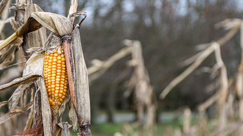 Close-up of corn on field