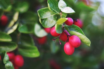 Close-up of red berries growing on tree