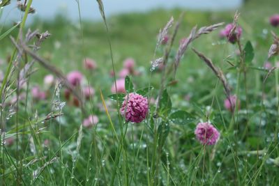 Close-up of pink flowering plants on field