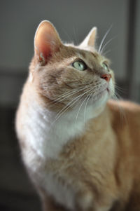 Close-up of a cat looking away