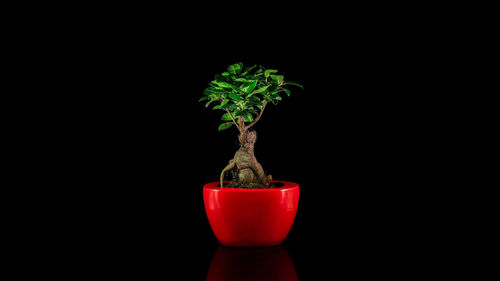 Close-up of potted plant against black background