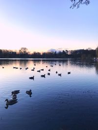 Swans swimming in lake against clear sky