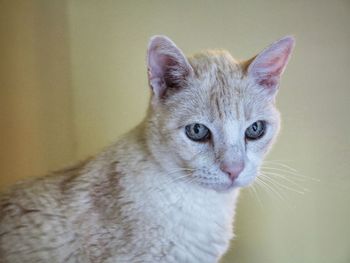 Close-up of cat looking away