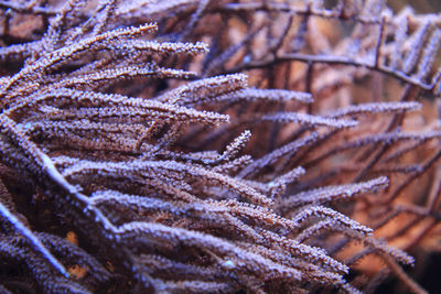 Close-up of plant under sea