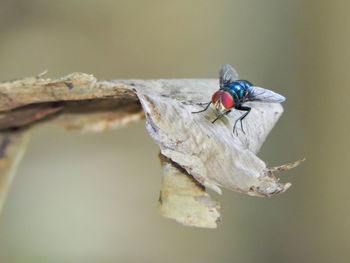 Close-up of ladybug on leaf