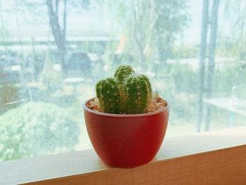 Close-up of potted plant on window sill