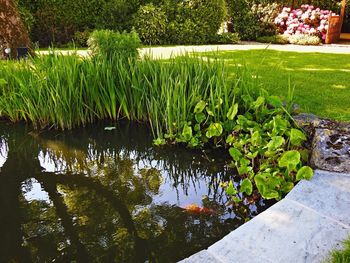 Reflection of trees in pond